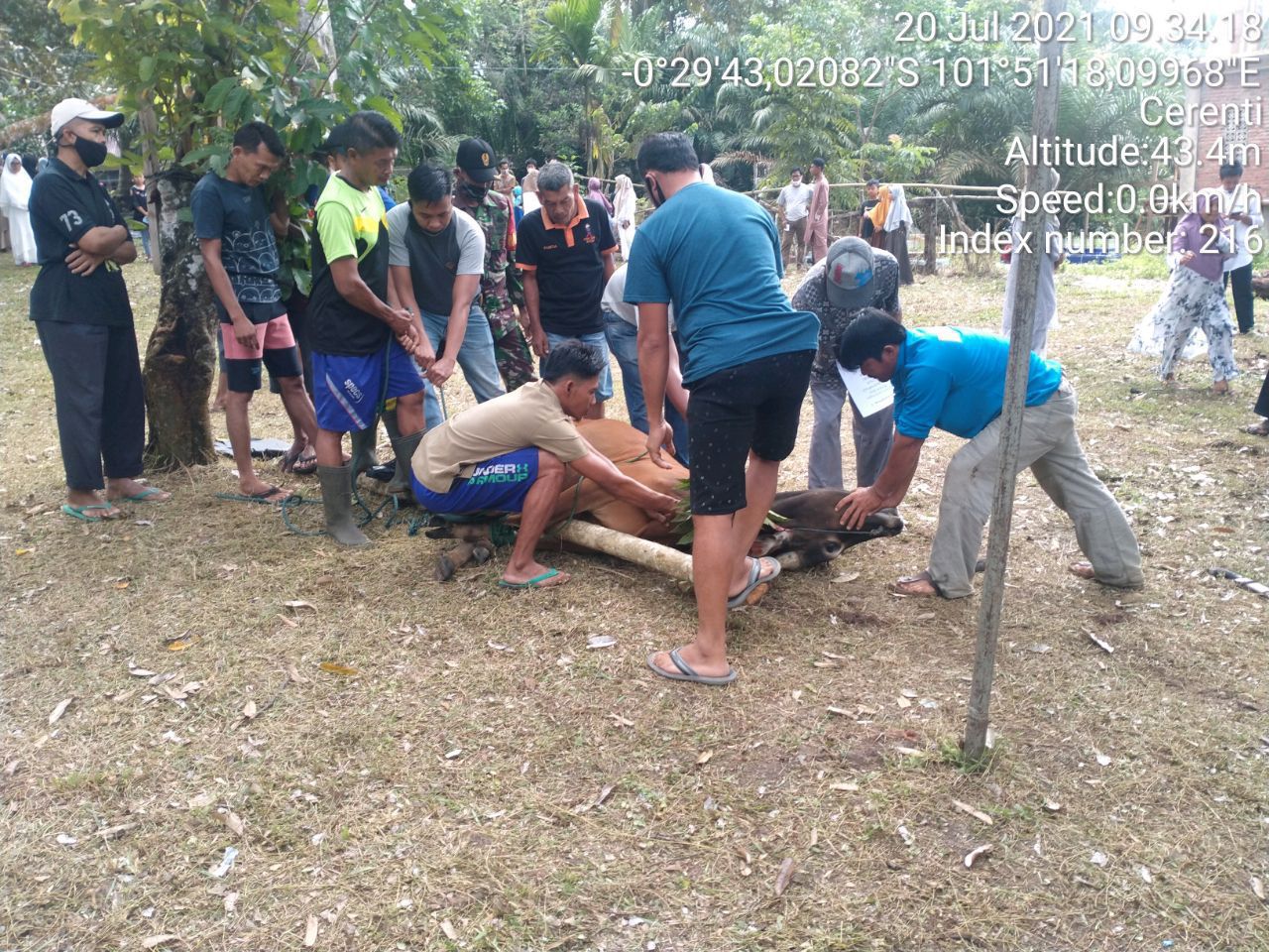 Babinsa 06/Cerenti Kodim 0302/Inhu Dampingi Penyembelian Hewan Qurban