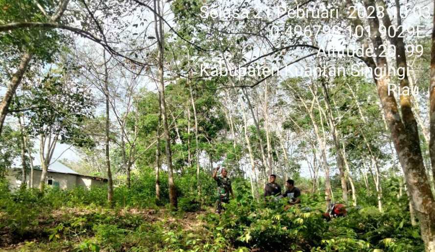 Babinsa Koramil 06/Cerenti Kodim 0302/Inhu, di Desa Kompe Berangin Kecamatan Cerenti Senantiasa Laksanakan Patroli Untuk Cegah Kebakaran Hutan Dan Lahan