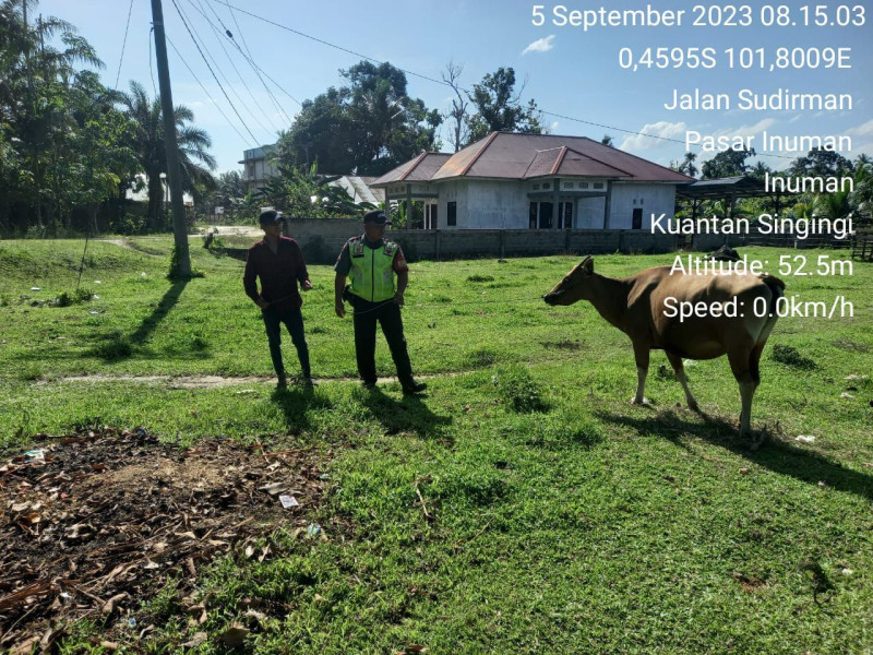 Sapi Bebas Dari Bahaya Virus PMK Babinsa Koramil 06/Cerenti Kodim 0302/Inhu Cek Langsung Ternak Kekandangnya di Pasar Inuman