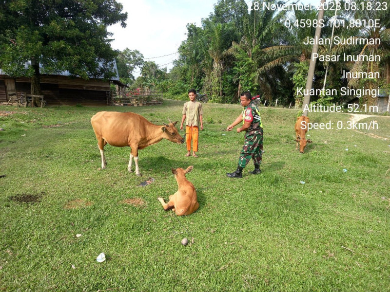 Di Pasar Inuman Kecamatan Inuman Babinsa Koramil 06/Cerenti Kodim 0302/Inhu Cek Ternak Sapi Warga Antisipasi Gejala Virus PMK