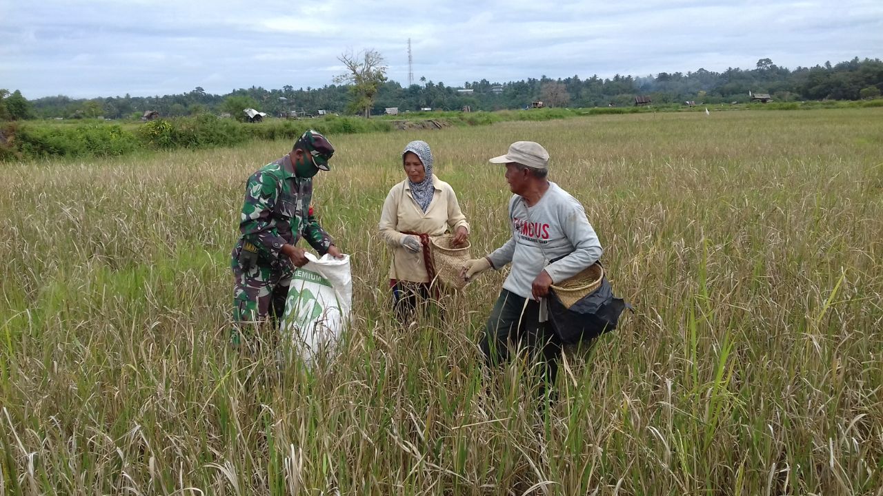 Serka Murnius Anggota Koramil 07 Kuantan Hilir Dim 0302 Inhu Panen Padi Bersama Petani