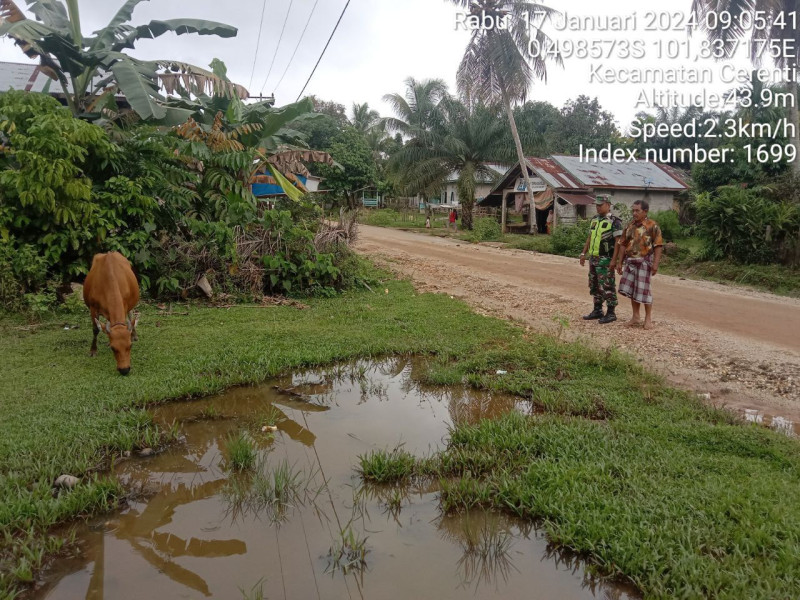 Antisipasi Penyebaran PMK, Babinsa Koramil 06/Cerenti Kodim 0302/Inhu Cek Dan Pantau Hewan Ternak Diwilayah Binaan Desa Pulau Jambu