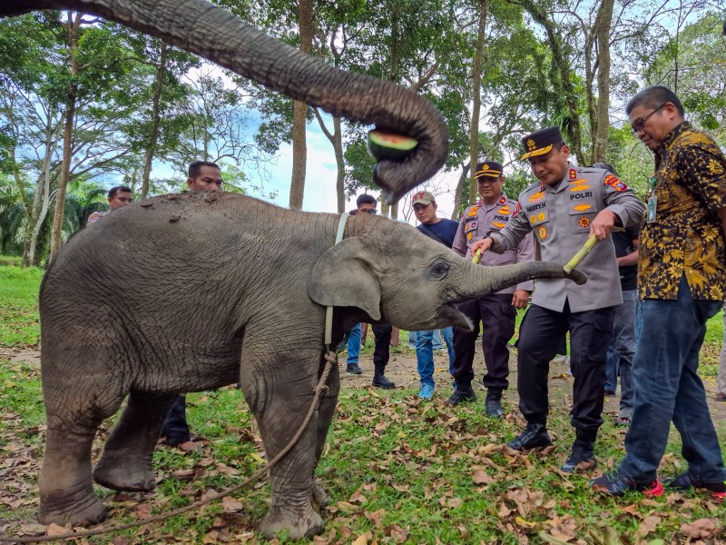 Patroli Hutan Kapolda Riau di TWA Buluh Cina, Disambut Hangat Anak Gajah Dona