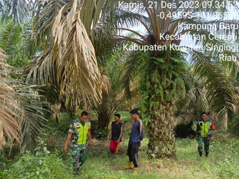 Serda Dumen Siregar Dan Kopda Mohamad Soleh Babinsa Koramil 06/Cerenti Kodim 0302/Inhu Laksanakan Patroli Dan Sosialisasi Kebakaran Hutan Dan Lahan