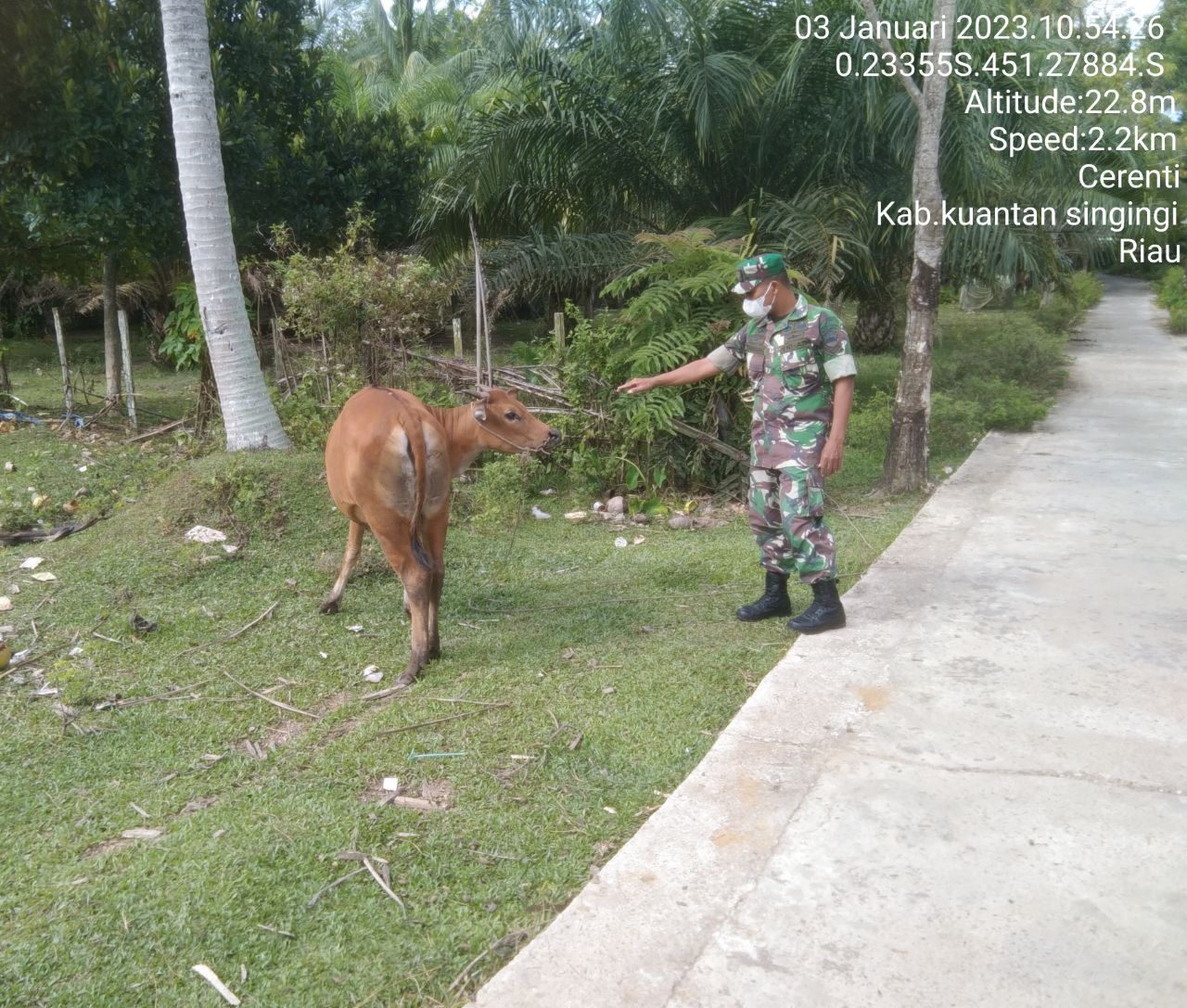 Serda Dumen Siregar Anggota Koramil 06/Cerenti Kodim 0302/Inhu Melakukan Sosialisasi Untuk Mengantisipasi Penularan Penyakit Mulut Dan Kaki (PMK) Sapi Di Desa Binaan Tanjung Medan