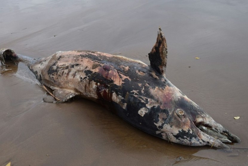 Seekor Lumba-lumba Mati Terdampar di Pantai Solop