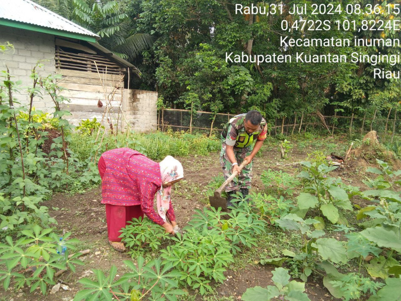 Ringankan Beban Warganya Babinsa Koramil 06/ Cerenti Kodim 0302/Inhu   Bantu Membersihkan Kebun Di Desa Binaan 