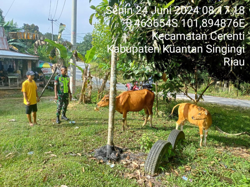 Aktif Mengantisipasi PMK Babinsa Koramil 06/Cerenti Kodim 0302/Inhu Kecamatan Cerenti Kabupaten Kuantan Singingi