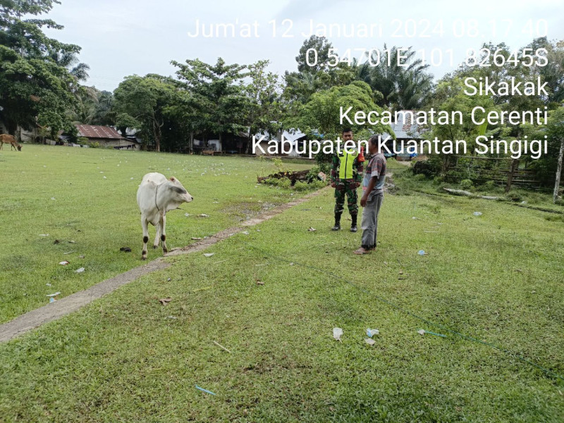 Di Desa Sikakak Kecamatan Cerenti, Anggota Koramil 06/Cerenti Kodim 0302/Inhu Selalu Aktif Mengantisipasi Penularan Penyakit Mulut Dan Kaki (PMK) Hewan Ternak Sapi