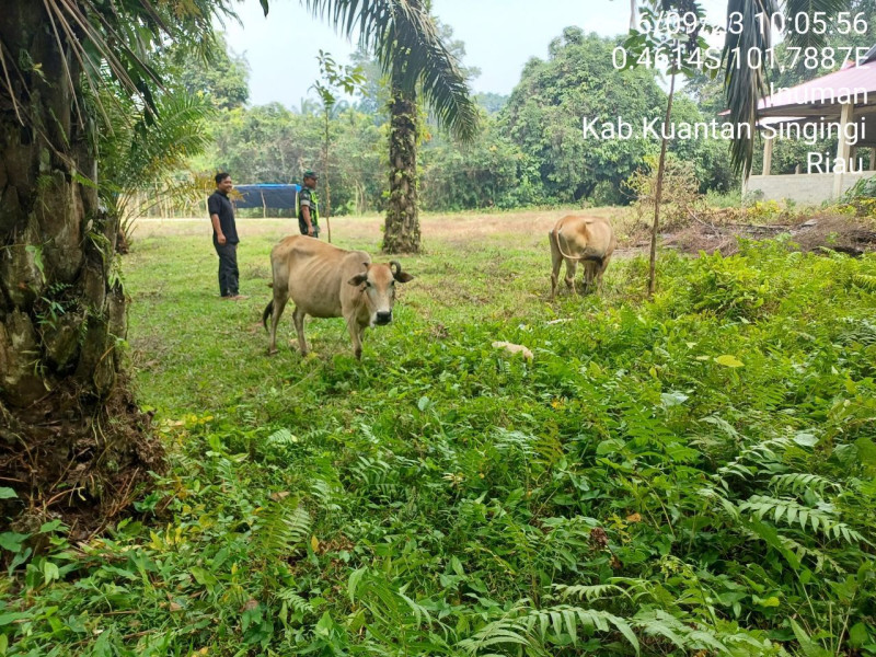 Anggota Koramil 06/Cerenti Kodim 0302/Inhu Mengantisipasi Penularan Penyakit Mulut Dan Kaki (PMK) Sapi Di Desa Ketaping Jaya