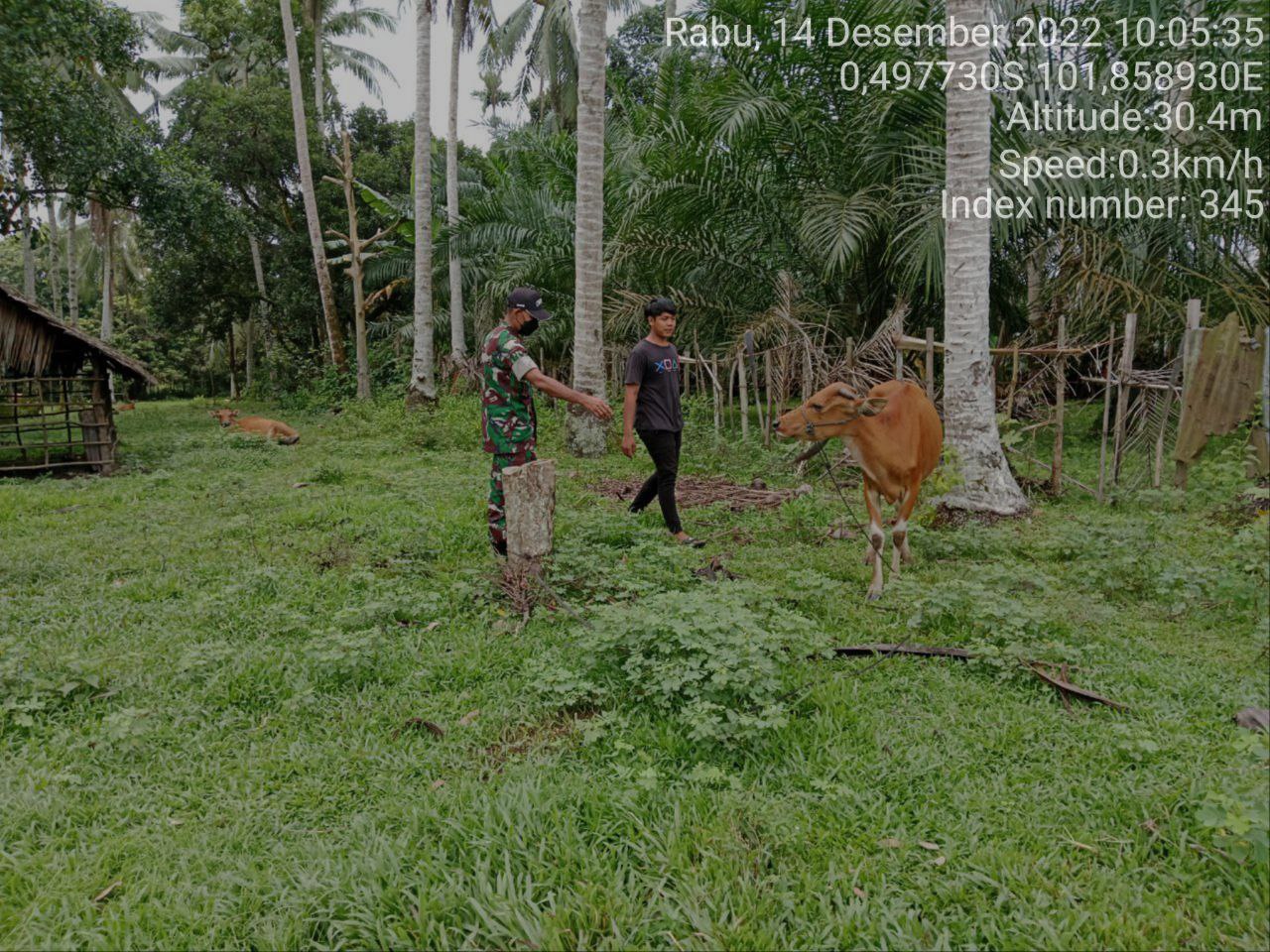 Babinsa Koramil 06/Cerenti Kodim 0302/Inhu Mengantisipasi Penularan Penyakit Mulut Dan Kaki (PMK) Sapi di Desa Banjar Nantigo Kecamatan Inuman 