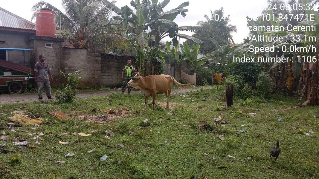 Hari Ini Untuk Antisipasi PMK, Serka Efison Babinsa Koramil 06/Cerenti Kodim 0302/Inhu Cek Sapi Warga