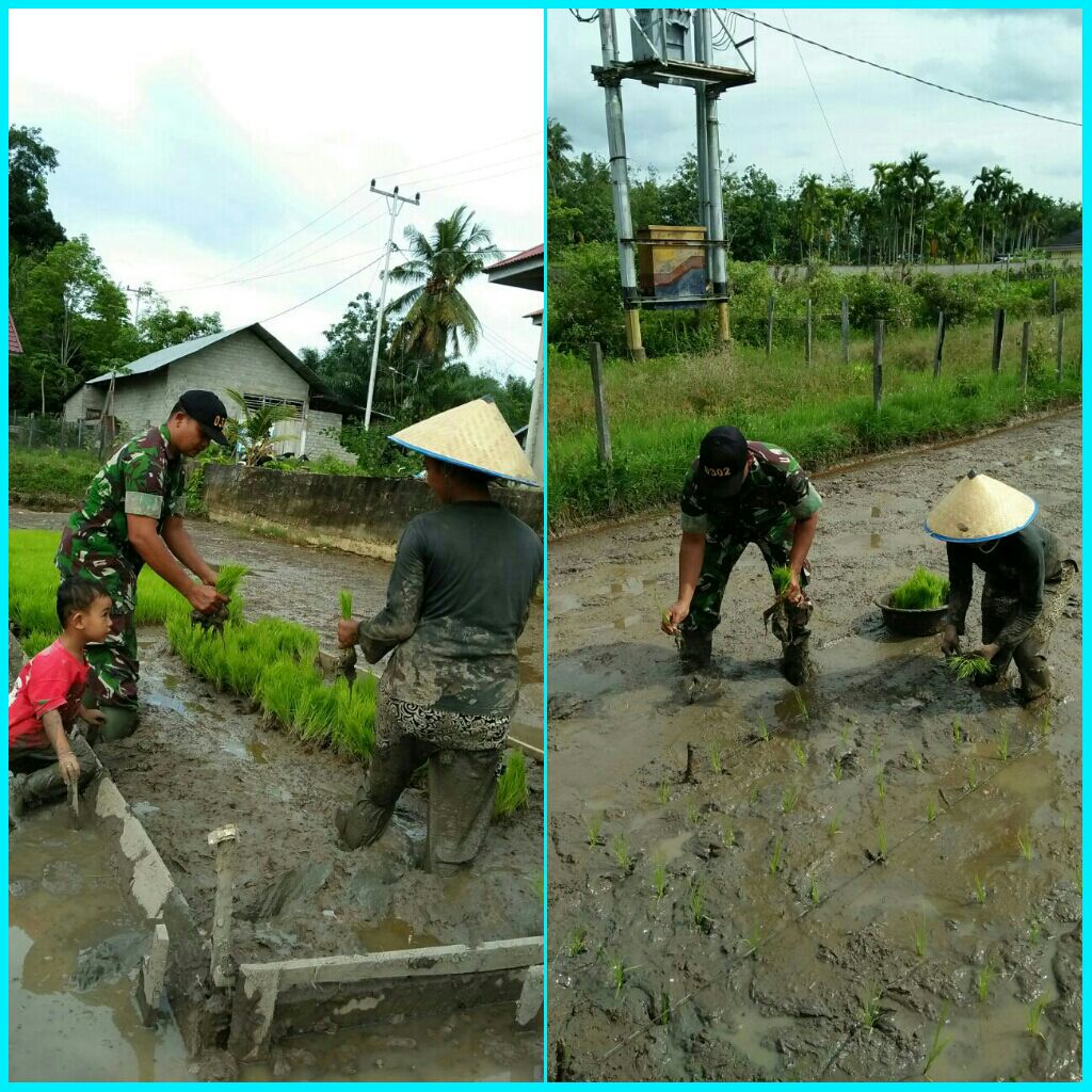 Babinsa Ramil 07/Kuantan Hilir Dim 0302/INHU Membantu Petani Menanam Padi Di Areal Sawah Petani Di Desa Koto Tuo.