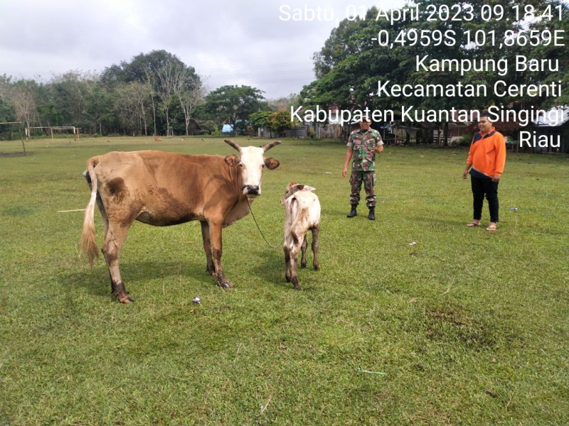Babinsa Koramil 06/Cerenti Kodim 0302/Inhu Mengantisipasi Penularan Penyakit Mulut Dan Kaki (PMK) Sapi Di Wilayah Kecamatan Cerenti di Desa Kampung Baru