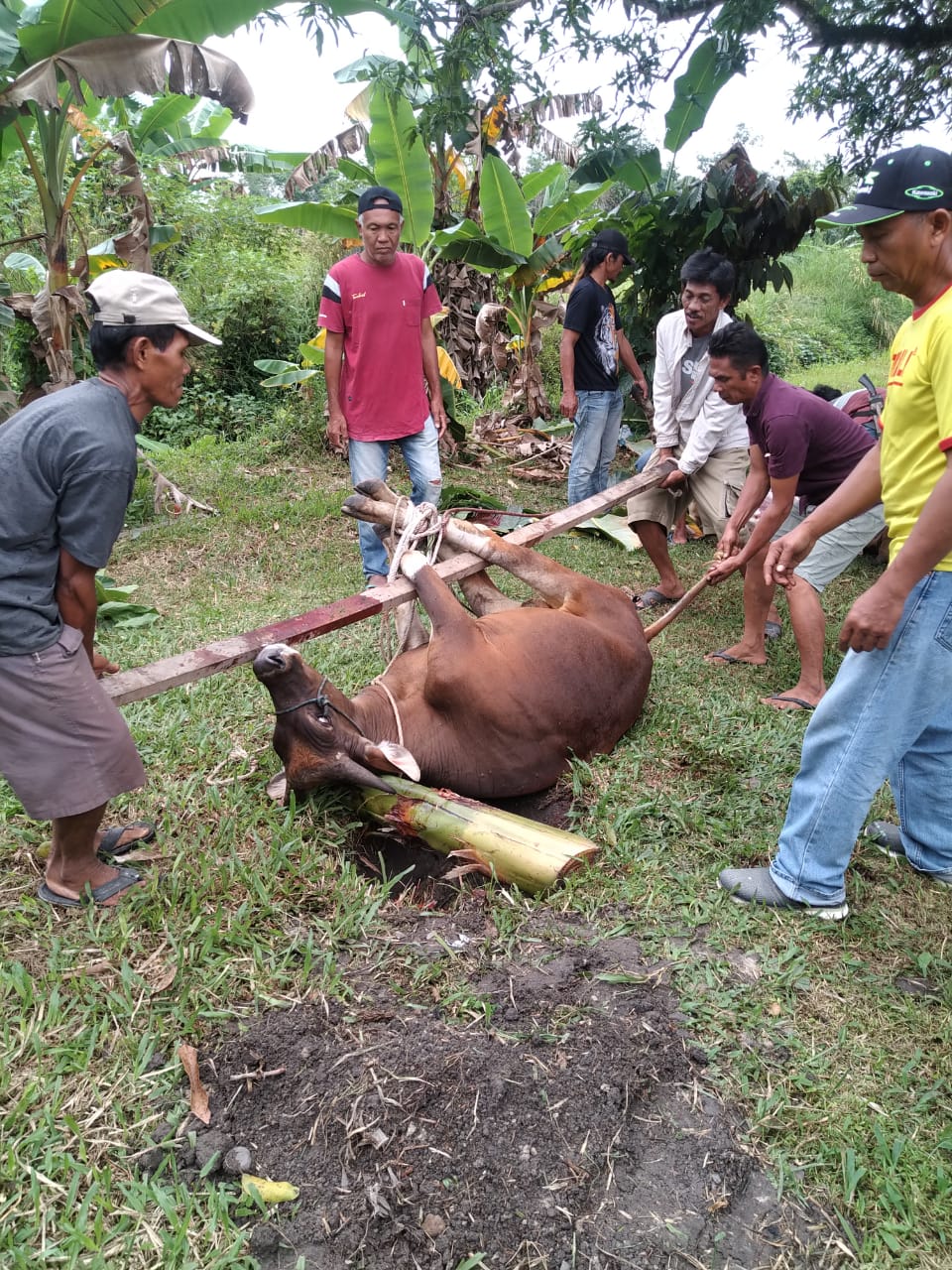 UNIKS Sembelih Hewan Qurban dan Bagikan Daging Qurban ke Warga Sekitar Kampus