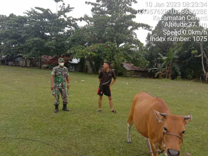 ANTISIPASI Penyakit PMK Pada Sapi, Babinsa Koramil 06/Cerenti Kodim 0302/Inhu Cek Sapi Warga Binaan Desa Kampung Baru Kecamatan Cerenti Kabupaten Kuantan Singingi 
