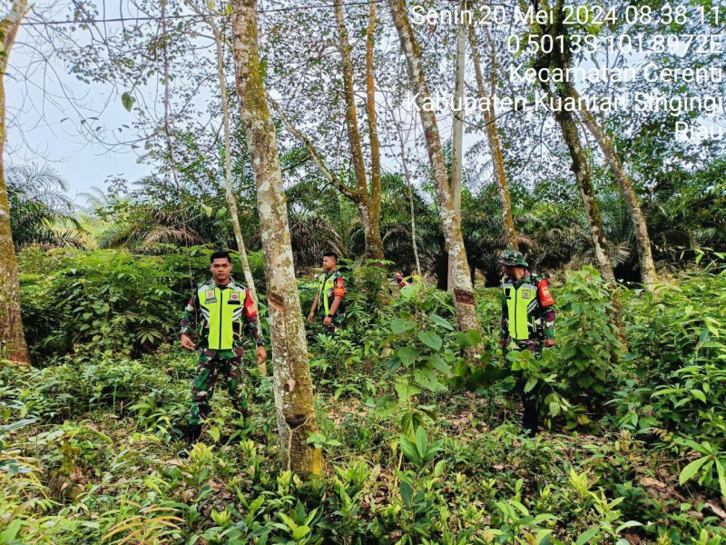 Babinsa Koramil 06/Cerenti Kodim 0302/Inhu Terus Laksanakan Sosialisasi Dan Patroli Karhutla
