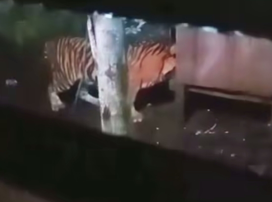 Harimau Sumatera Intai Kandang Ayam Pekerja Sawit di Siak