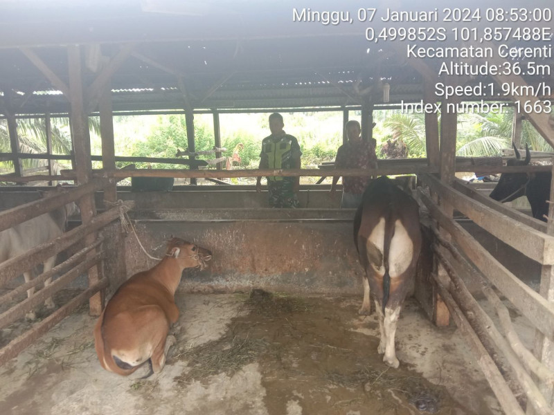 Di Desa Kampung Baru Kecamatan Cerenti Untuk Antisipasi PMK Serka Efison Babinsa Koramil 06/Cerenti Kodim 0302/Inhu Cek Sapi Warga