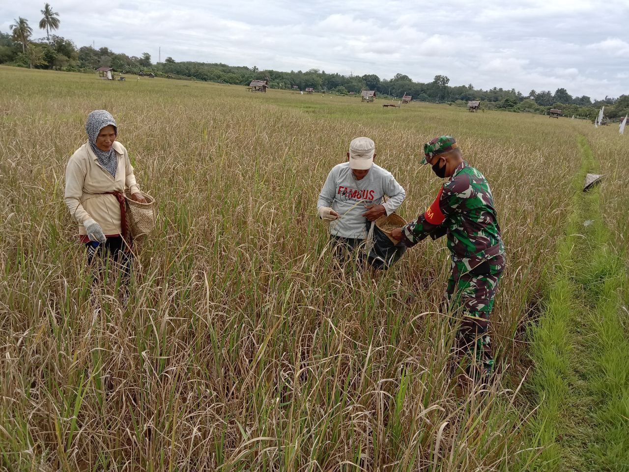 Serda Hasriyon Anggota Koramil 07 Kuantan Hilir Dim 0302 Inhu Panen Padi Di Desa Pauh Angit