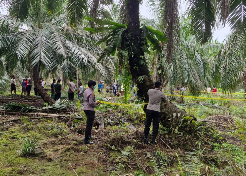 Mayat Tinggal Tulang Belulang Ditemukan di Kebun Sawit Siak, Diduga Bunuh Diri