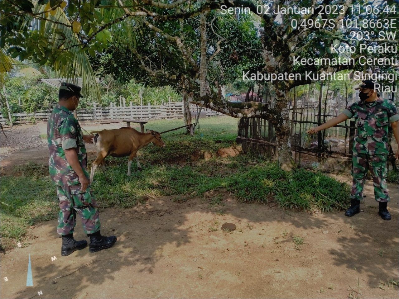 Anggota Koramil 06/Cerenti Kodim 0302/Inhu Mengantisipasi Penularan Penyakit Mulut Dan Kaki (PMK) Sapi di Kelurahan Koto Peraku 