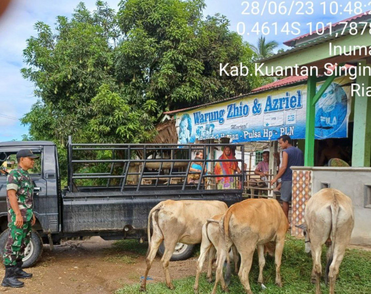 Babinsa Koramil 06/Cerenti Kodim 0302/Inhu Sertu Efison Cek Hewan Ternak Sapi Antisipasi Penularan Penyakit Mulut Dan Kaki (PMK) Sapi di Desa Pulau Sipan Kecamatan Inuman