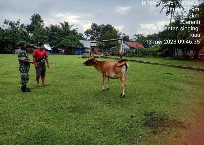 Serda Dumen Siregar Babinsa Koramil 06/Cerenti Kodim 0302/Inhu Kontinyu Cek Sapi Warga Desa Mengantisipasi Penularan Penyakit Mulut Dan Kaki (PMK)