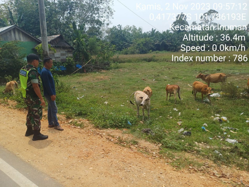 Antisipasi PMK Hewan Sapi Serka Efison Babinsa Koramil 06/Cerenti Kodim 0302/Inhu Cek Sapi Warga di Wilayah Teritorialnya