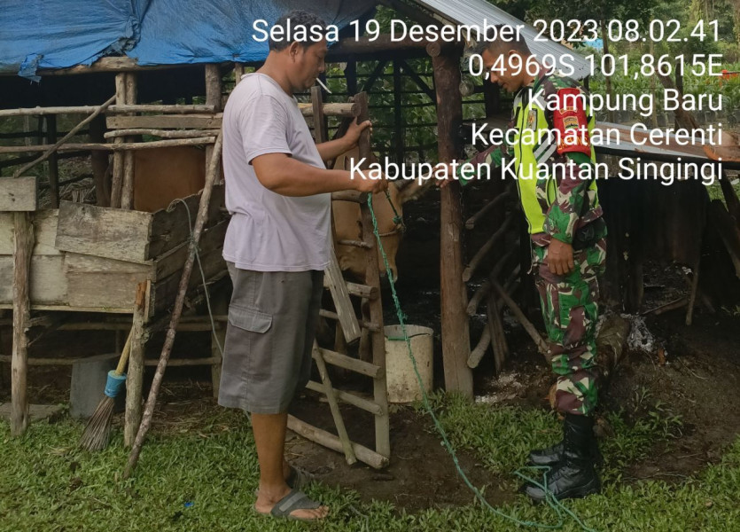 Anggota Koramil 06/Cerenti Kodim 0302/Inhu Selalu Aktif Mengantisipasi Penularan Penyakit Mulut Dan Kaki (PMK) Kecamatan Cerenti Kabupaten Kuantan Singingi