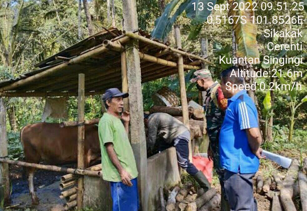 Cegah Penyebaran PMK, Babinsa Koramil 06/Cerenti Kodim 0302/Inhu,Kopda Irwan Pantau Hewan Ternak Diwilayah