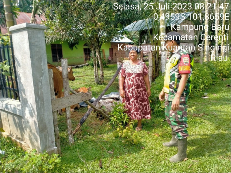 Didesa Kampung Baru Kopda M. Soleh Babinsa Koramil 06/Cerenti Kodim 0302/Inhu Laksanakan Pengecekan Hewan Ternak Sapi Antisipasi Penularan Penyakit Mulut Dan Kaki (PMK) Sapi Dikecamatan Cerenti