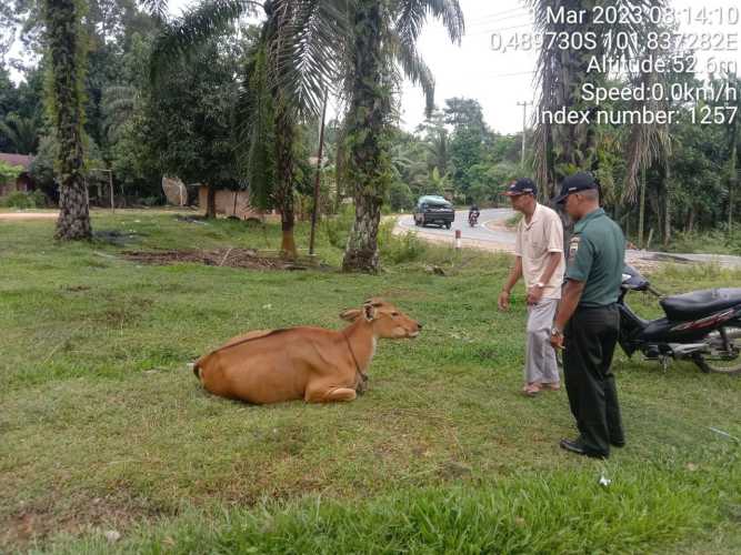 Antisipasi PMK Kopda Junedi Babinsa Koramil 06/Cerenti Kodim 0302/Inhu Cek Sapi Warga Binaan Desa Bedeng Sikuran