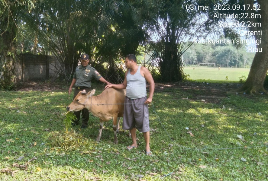 Di Desa Tanjung Medan Anggota Koramil 06/Cerenti Kodim 0302/Inhu Mengantisipasi Penularan Penyakit Mulut Dan Kaki (PMK) Sapi Di Desa Binaan