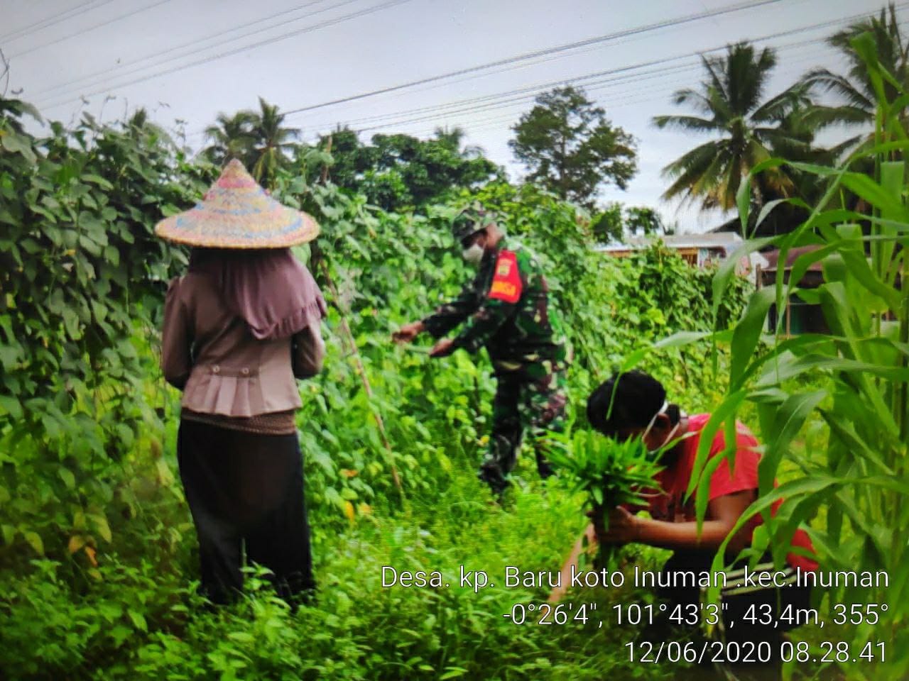 Babinsa Koramil 06/Cerenti Dim 0302/Inhu Serda Hendriswan Bantu Petani Merawat Dan Panen Sayuran.