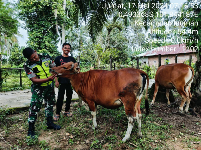 Di Desa Bedeng Sikuran, Pratu Chumaidi Babinsa Koramil 06/Cerenti Kodim 0302/Inhu Cek Ternak Sapi 