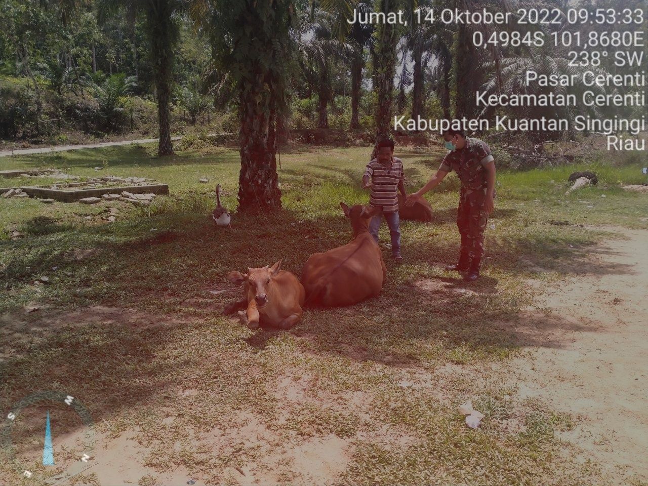 Babinsa Koramil 06/Cerenti Kodim 0302/Inhu Mengantisipasi Penularan Penyakit Mulut Dan Kaki (PMK) Sapi di Kelurahan Pasar Cerenti 