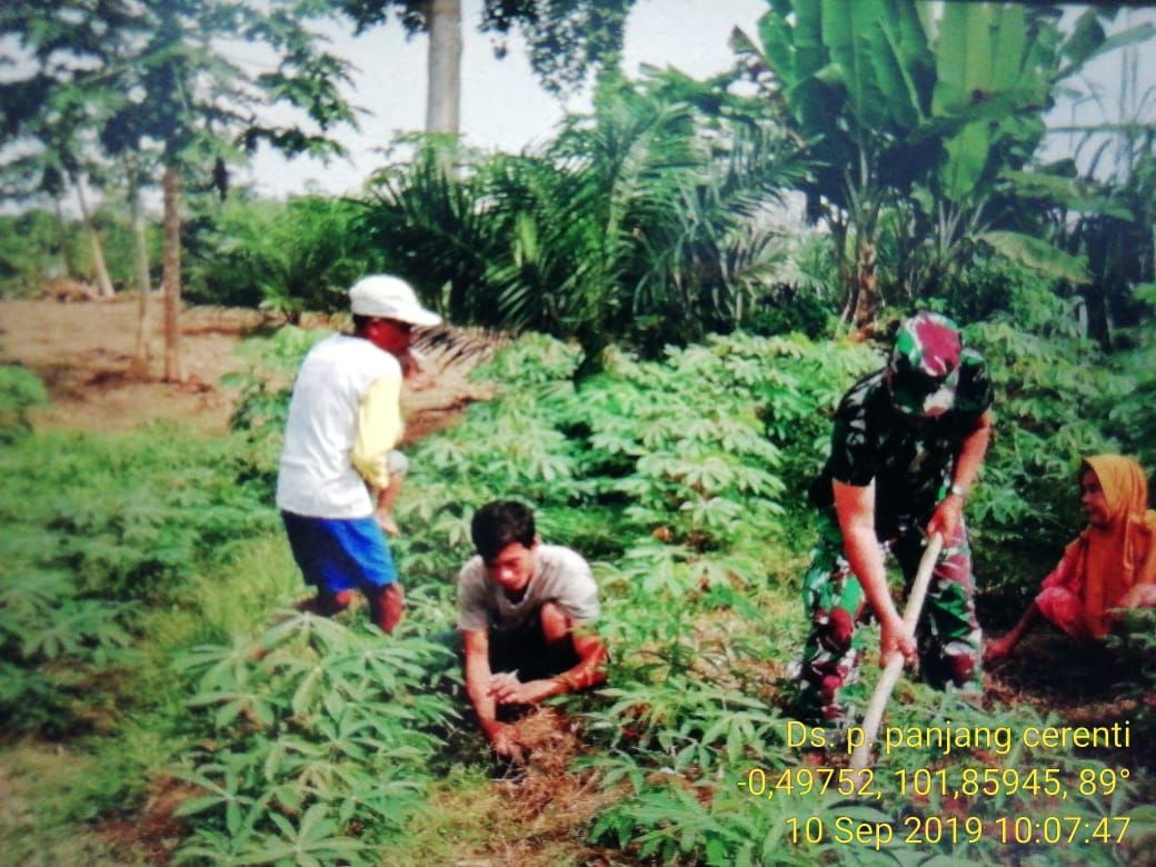 Sertu Solikhin Bantu Petani Membersihkan Gulma Pada Lahan Kebun Ubi.