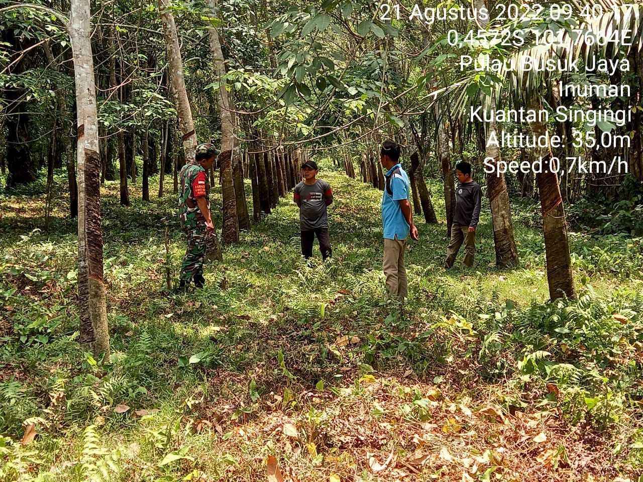 Anggota Koramil 06/Cerenti Kodim 0302/Inhu Untuk Antisipasi Karhutlah Babinsa Gandeng Warga Untuk Lasanakan Patroli Disepanjang Lahan Dan Perkebunan Warga