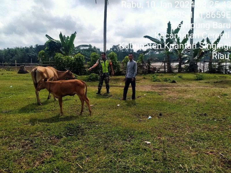 Kopda Mohamad Soleh Babinsa Koramil 06/Cerenti Kodim 0302/Inhu Mengantisipasi Penularan Penyakit Mulut Dan Kaki (PMK) Sapi