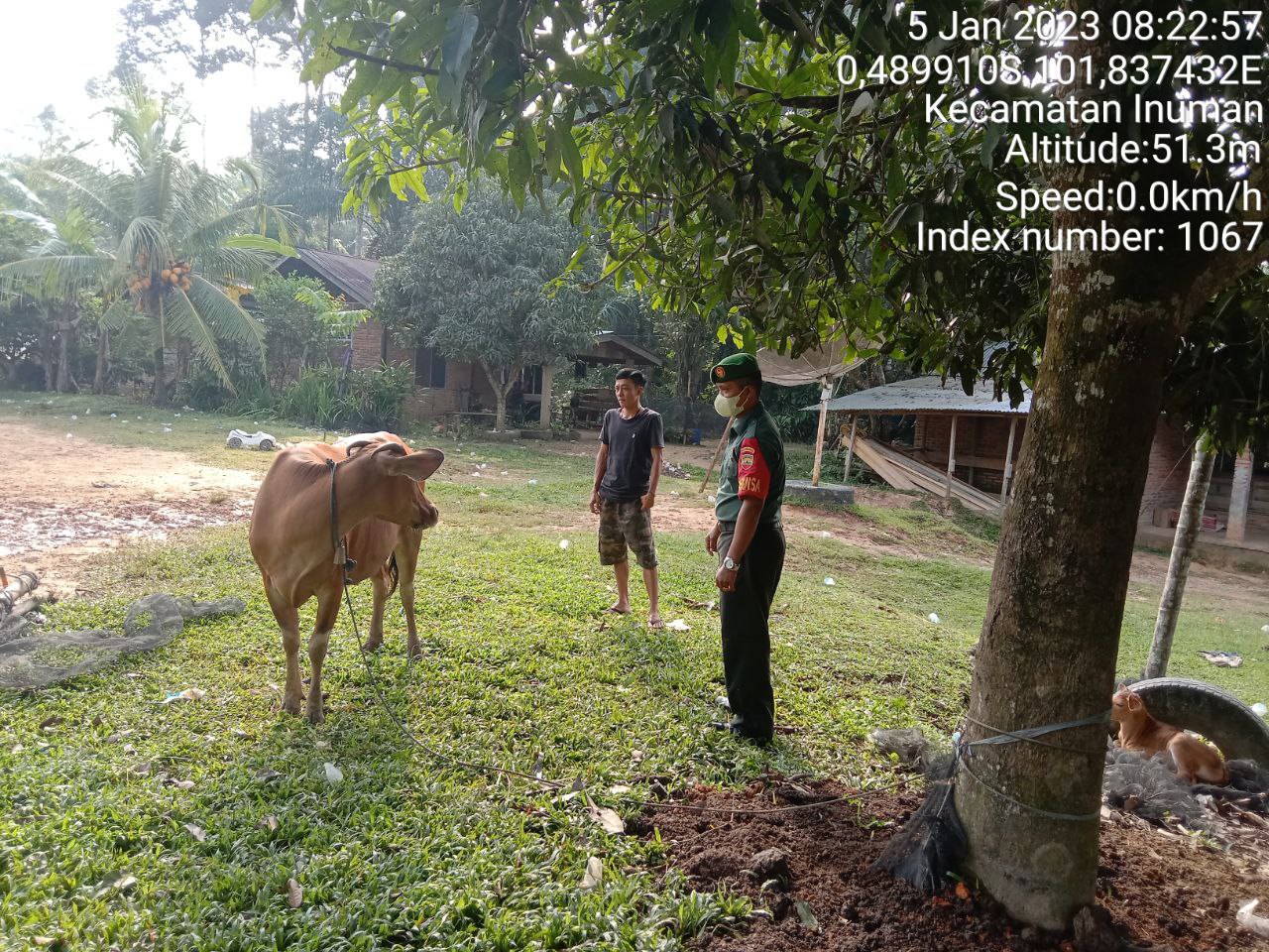 Antisipasi PMK Babinsa Koramil 06/Cerenti Kodim 0302/Inhu Kopda Junedi Cek Sapi Warga Binaan Desa Bedeng Sikuran