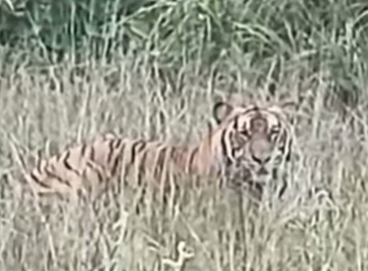 Harimau Sumatera Terekam di Lokasi Kerja PHR, BBKSDA Riau Pasang Camera Trap