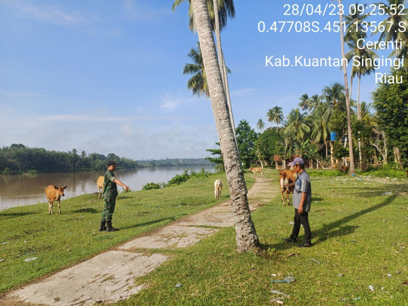 Babinsa Koramil 06/Cerenti Kodim 0302/Inhu di Desa Sikakak Cek Sapi Warga Binaan Untuk Mengantisipasi Penyakit PMK Sapi