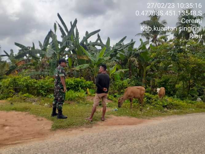 Di Desa Tanjung Medan Sertu Efison Anggota Koramil 06/Cerenti Kodim 0302/Inhu Mengantisipasi Penularan Penyakit Mulut Dan Kaki Sapi