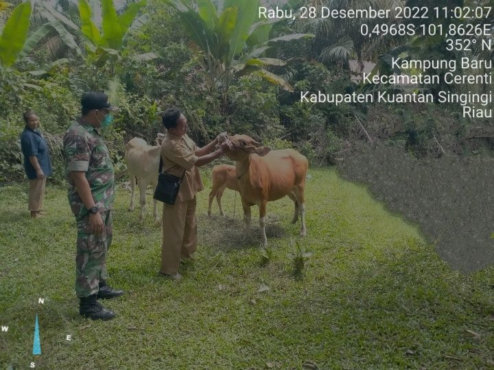 Anggota Koramil 06/Cerenti Kodim 0302/Inhu Tinjau Sapi Warga Binaan Mengantisipasi Penularan Penyakit Mulut Dan Kaki (PMK) Sapi