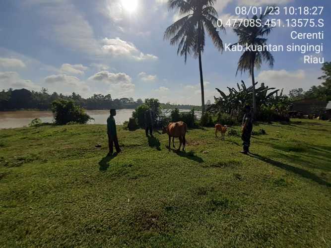 Anggota Koramil 06/Cerenti Kodim 0302/Inhu, Di Kelurahan Koto Peraku Kecamatan Cerenti Mengantisipasi Penularan Penyakit Mulut Dan Kaki (PMK) Sapi