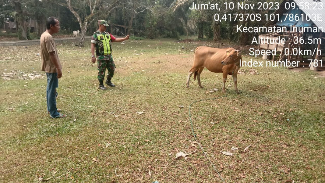 Kopda Junedi, Babinsa Koramil 06/Cerenti, Periksa Sapi Warga di Desa Kampung Baru Koto untuk Pencegahan PMK