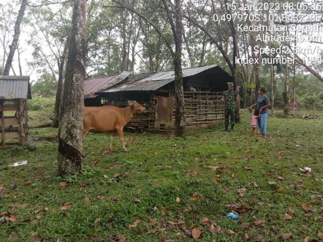 Untuk Mengantisipasi PMK Babinsa Koramil 06/Cerenti Kodim 0302/Inhu Cek Sapi Warga Binaan Desa Kompe Berangin Kecamatan Cerenti 