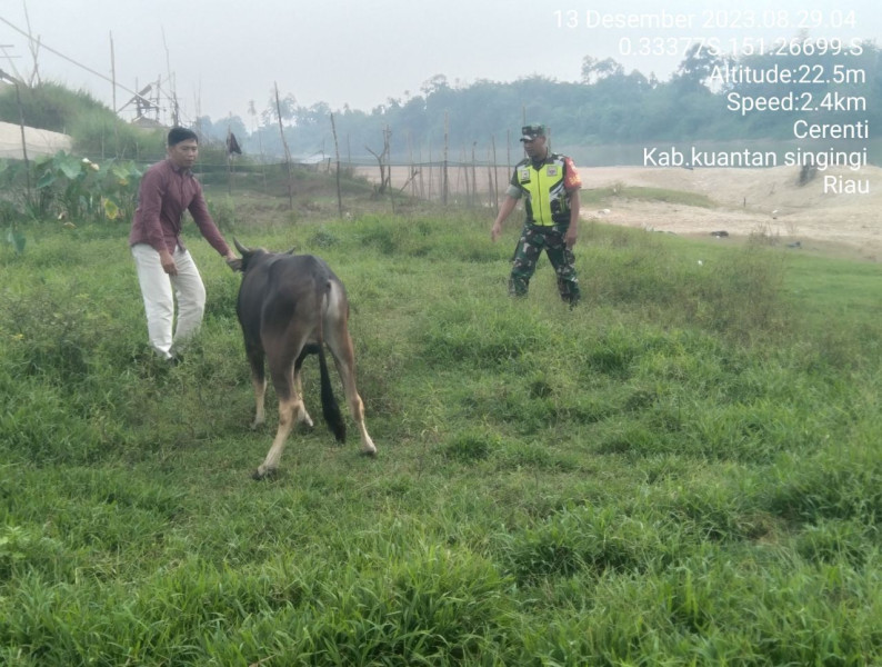 Anggota Koramil 06/Cerenti Kodim 0302/Inhu Selalu Aktif Mengantisipasi Penularan Penyakit Mulut Dan Kaki (PMK) Sapi Di Desa Binaan Kecamatan Cerenti Kabupaten Kuansing