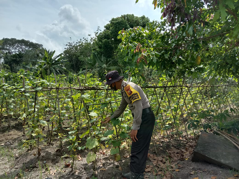 Polsek Langgam Monitor Perkembangan Ketahanan Pangan di Desa Segati